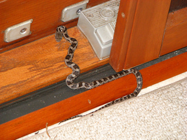 Baby Black Rat Snake