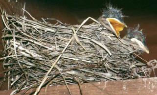 Robin Hatchlings