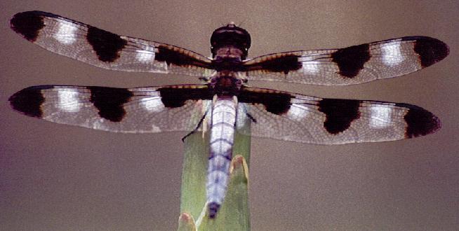 Dragonfly: Twelve-spotted Skimmer