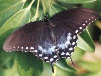 Spicebush Swallowtail