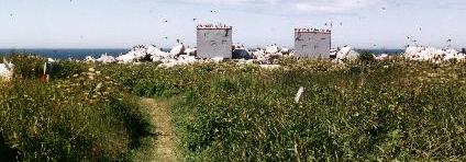 Path to blinds at Machias Seal Island
