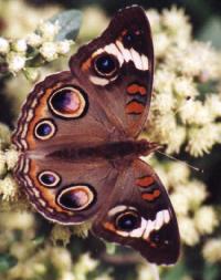 Buckeye Butterfly