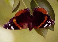 Red Admiral Butterfly