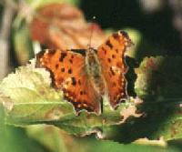 Comma Butterfly