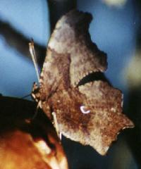 Comma Butterfly