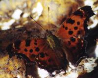 Comma Butterfly