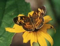 Pearl Crescent Butterfly