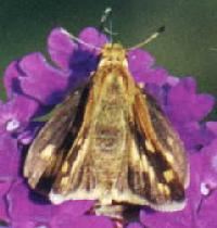 Fiery Skipper Butterfly