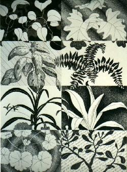 Ink study of plants