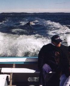 Picture of skiff being towed in the wake of tour boat to Machais Seal Island