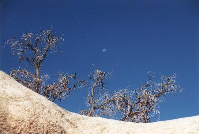 Photo of half moon rising over Joshua Tree landscape