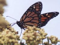 Monarch Butterfly