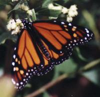 Monarch Butterfly