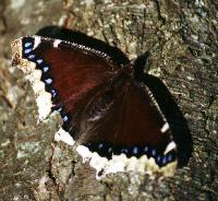 Mourning Cloak