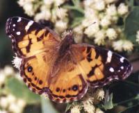 American Painted Lady