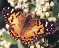 American Painted Lady