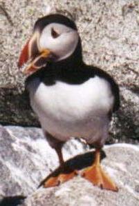 Close-up of Puffin on Machias Seal Island