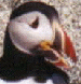 Select to see Puffins