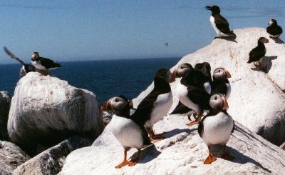 Puffins on Machias Seal Island