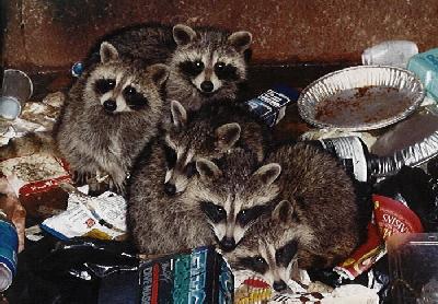 Raccoons Trashing It