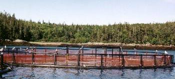 Close-up of Salmon Farm in Cutler Bay