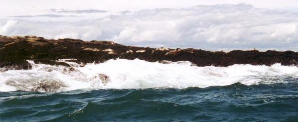 Seals on Machias Seal Island