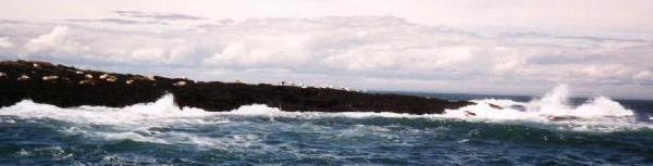 Seals on Machias Seal Island