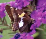 Silver-Spotted Skipper Butterfly