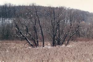 Pennsylvania Swamp Scene in Winter