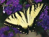 Tiger Swallowtail