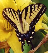 Tiger Swallowtail Butterfly