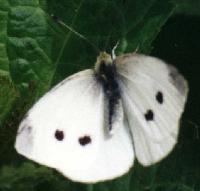 Cabbage White butterfly